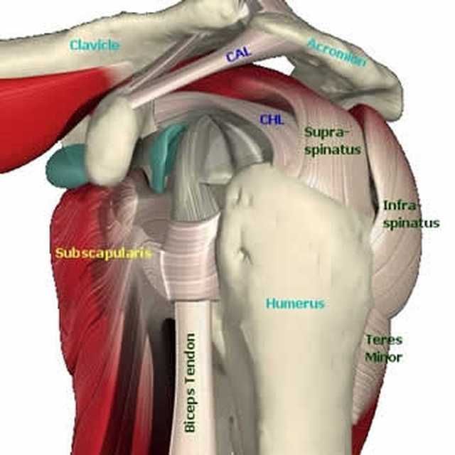 rotator cuff tear exercises