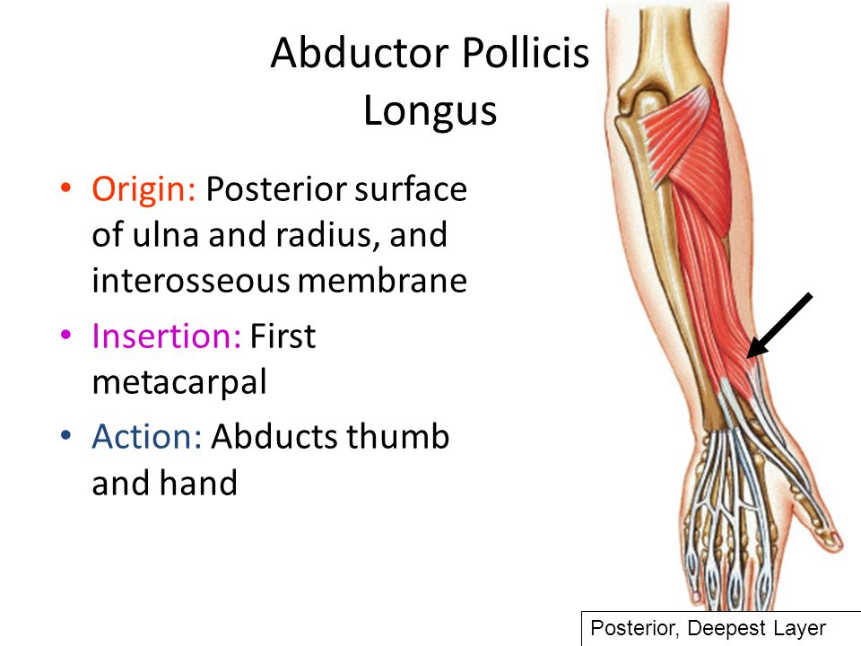 Abductor Pollicis Longus.