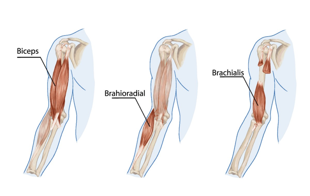 Brachialis