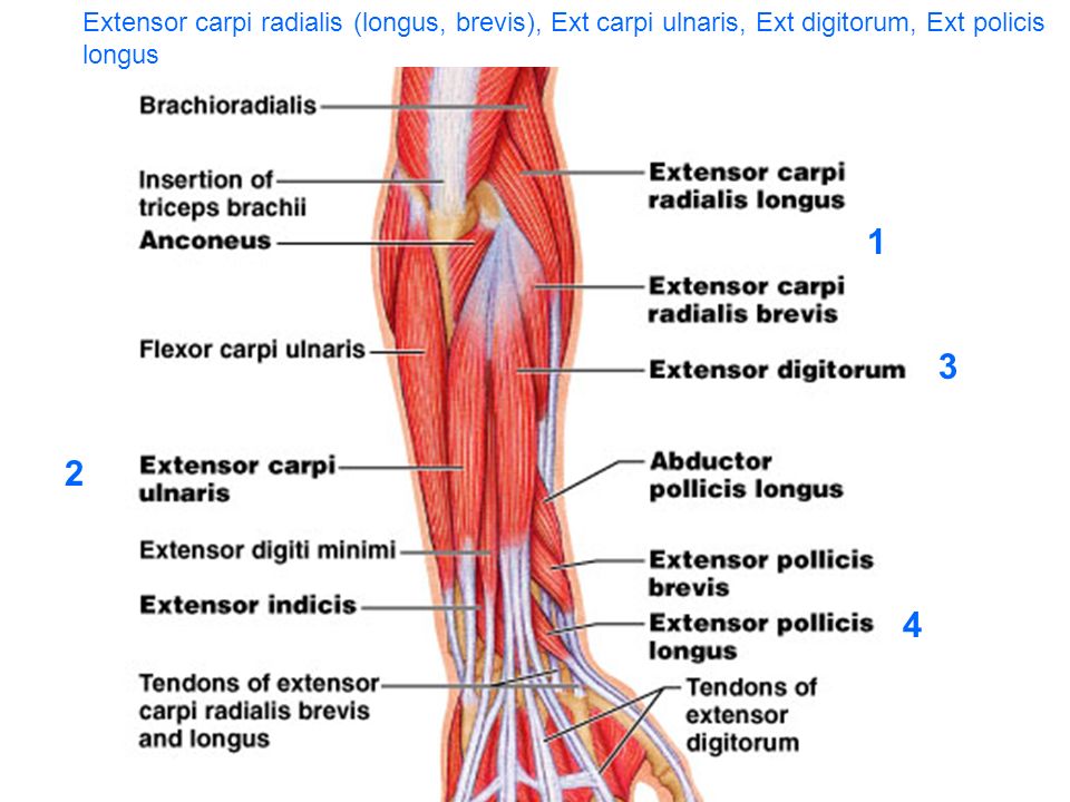 Extensor Carpi Radialis Longus and Brevis