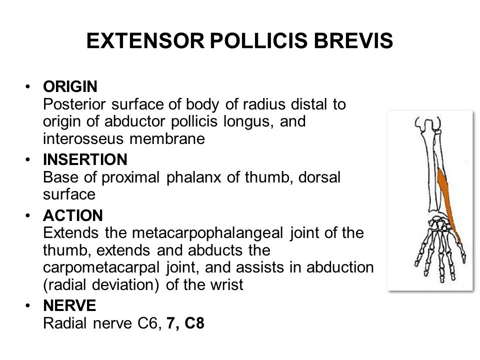 Extensor Pollicis Brevis