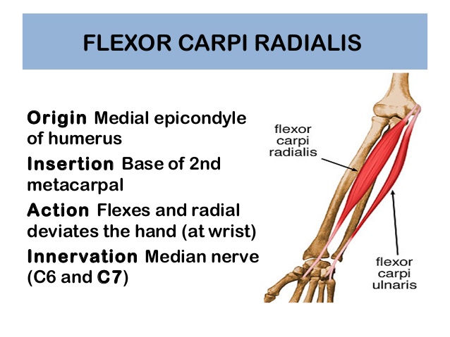 Flexor Carpi Radialis