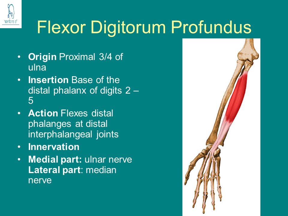 Flexor Digitorum Profundus