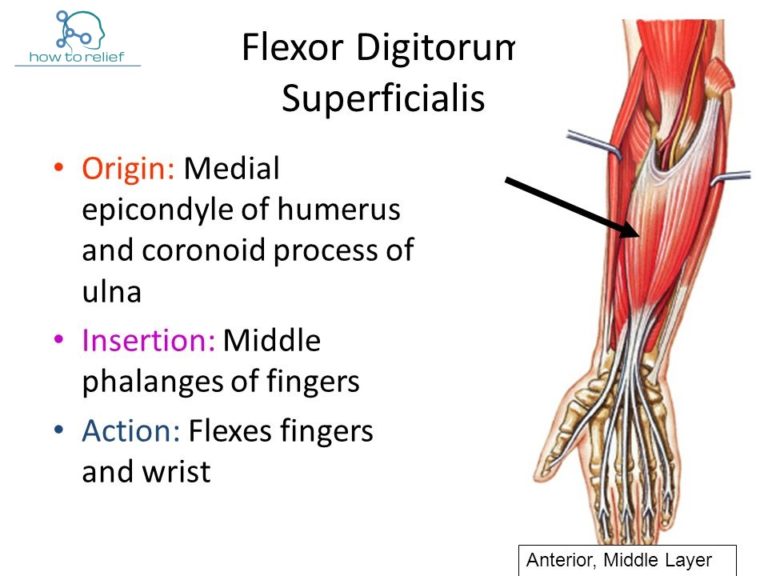 Flexor Digitorum Superficialis Origin, Insertion, Nerve Supply