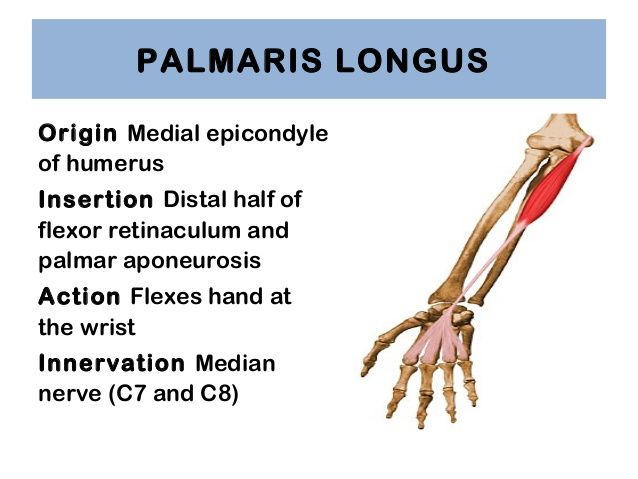 Palmaris Longus