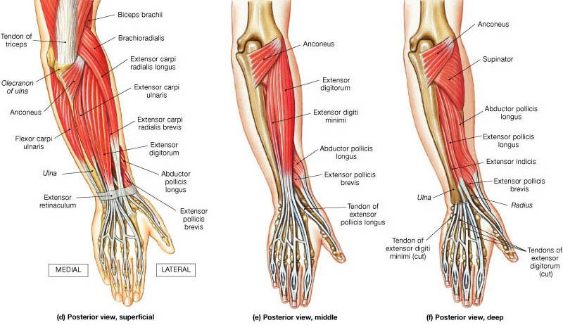 Posterior Compartment of Forearm muscles