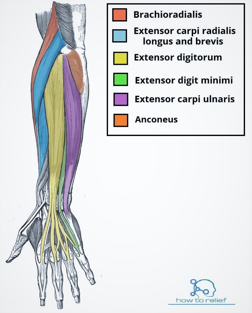 Brachioradialis: Origin, Insertion, Nerve Supply & Action » How To Relief