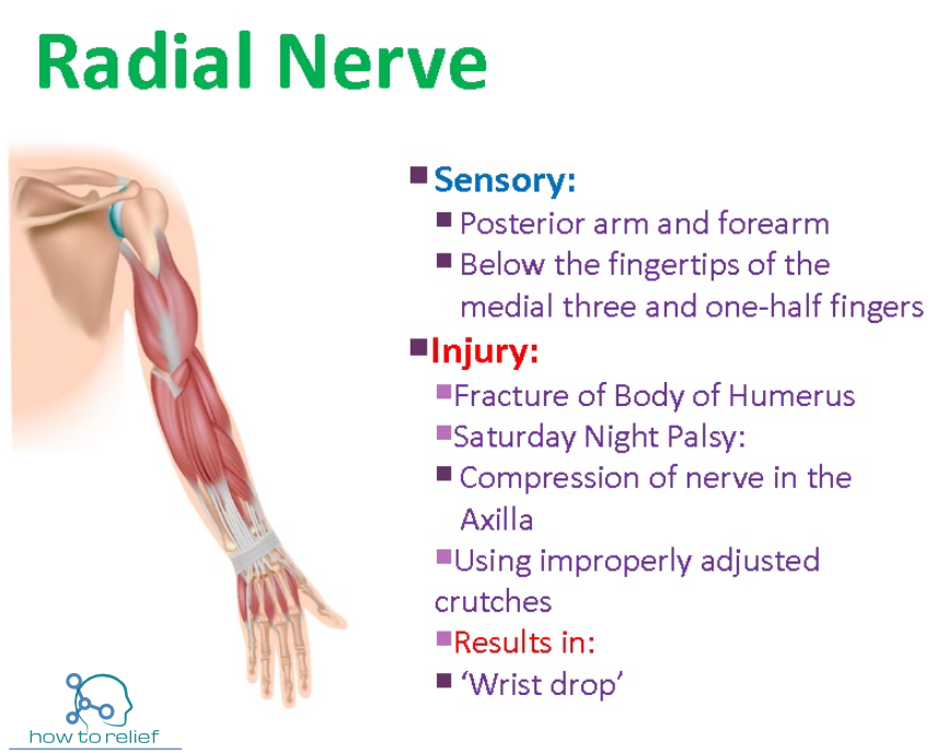 Radial Nerve Course, Motor, Sensory & Common Injuries » How To Relief