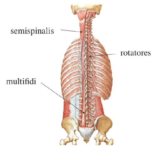 Semispinalis muscle