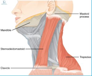 Sternocleidomastoid