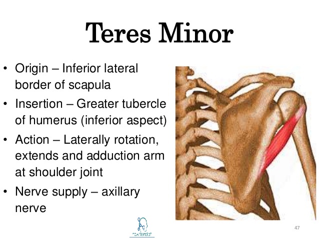 Teres Minor