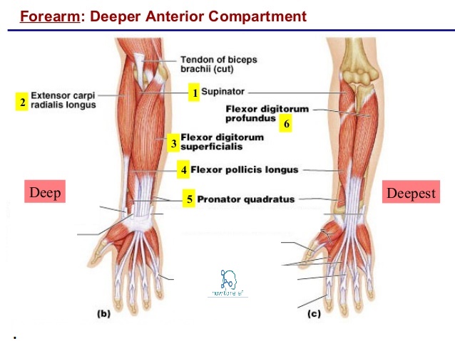 Flexor Pollicis Longus