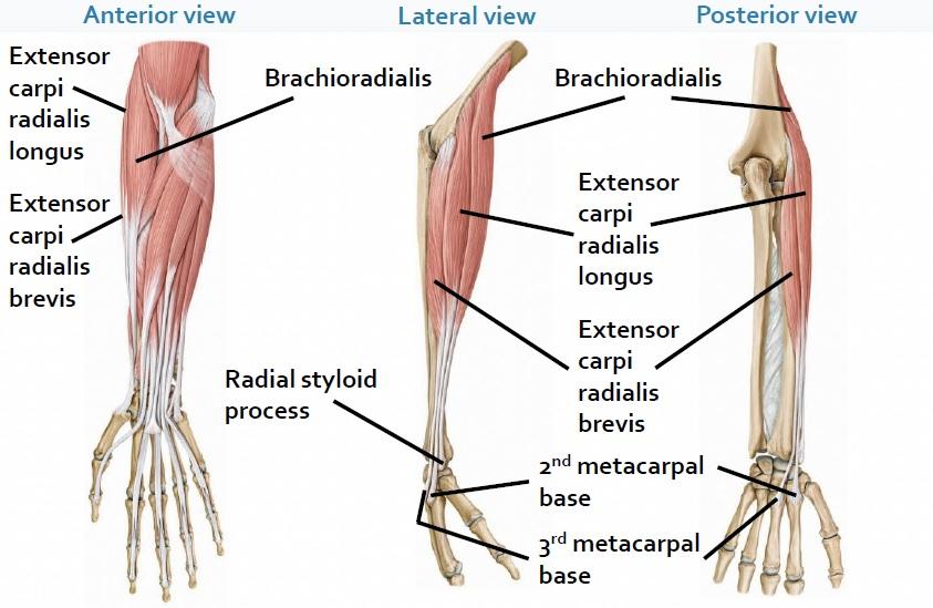 brachioradialis