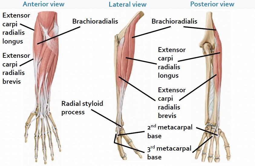 brachioradialis muscle