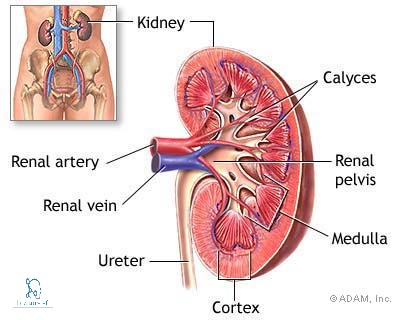 kidney overview