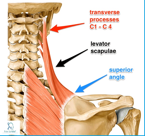 levator-scapulae