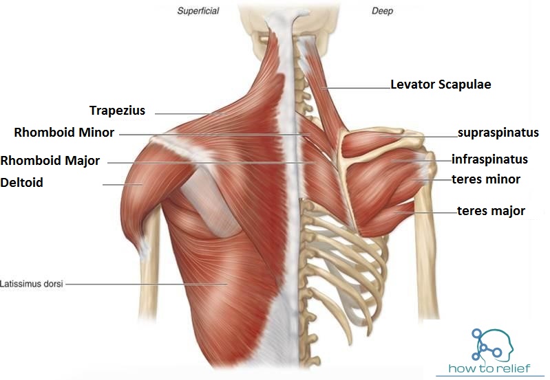 Shoulder Muscles: Origin, Insertion, Nerve Supply & Action » How To Relief