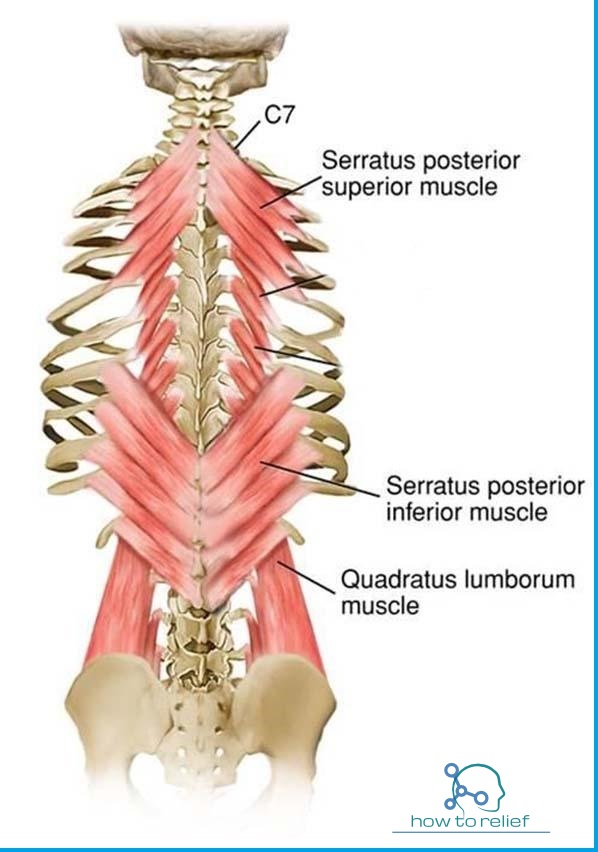 serratus posterior superior & inferior