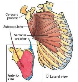 serratus anterior muscle