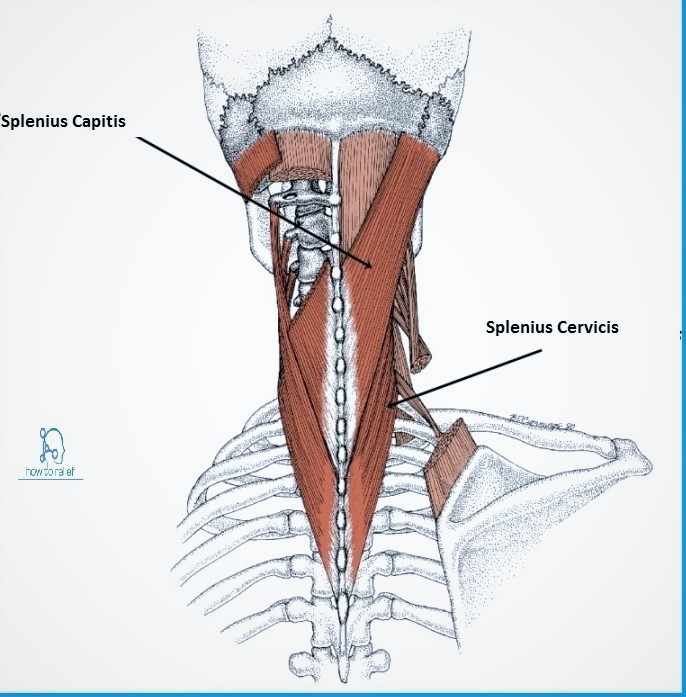 Splenius Muscles Origin Insertion Nerve Supply Action How To Relief
