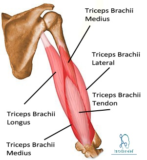 Arm Muscles : Origin, Insertion, Nerve supply & Action » How To Relief