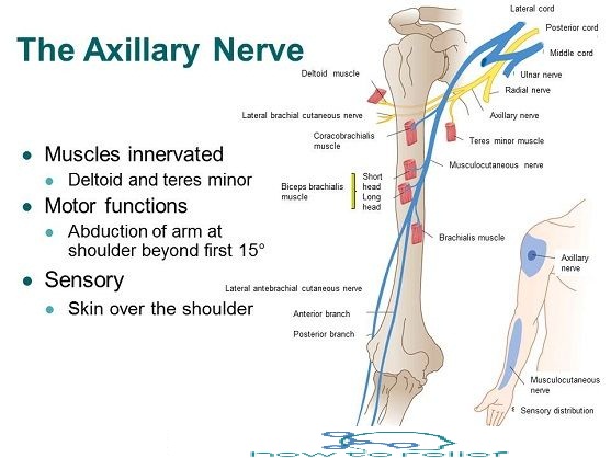 Axillary Nerve courses