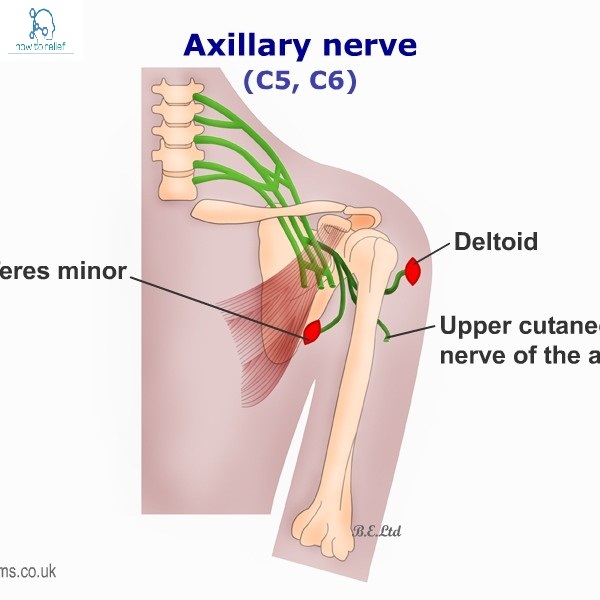 Axillary Nerve