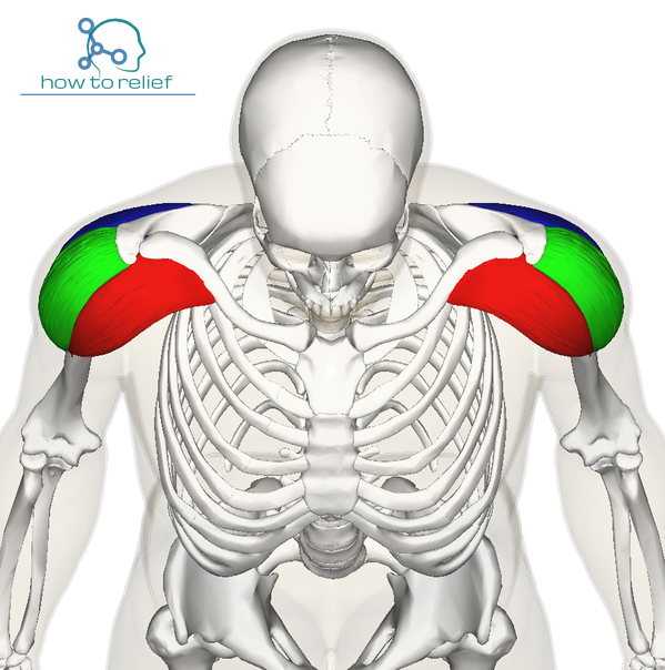 DELTOID MUSCLE