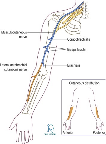Musculocutaneous Nerve