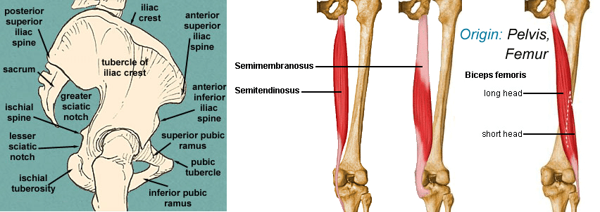 biceps femoris Origin Insertion