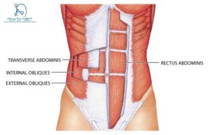 abdominal-muscles