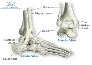 ankle joints