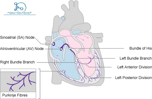 cardiac_conduction_system