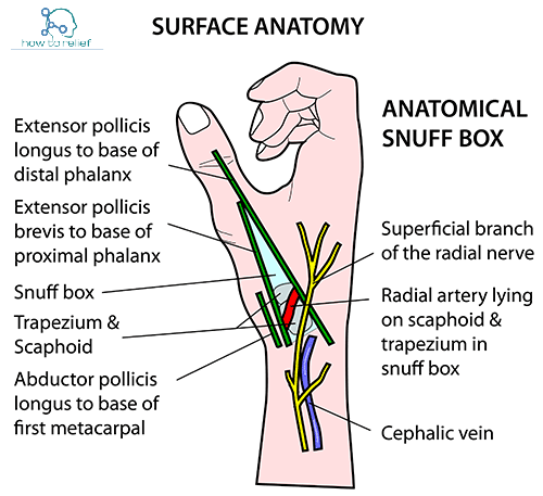 Anatomical Snuff Box : contents mnemonic, Anatomy