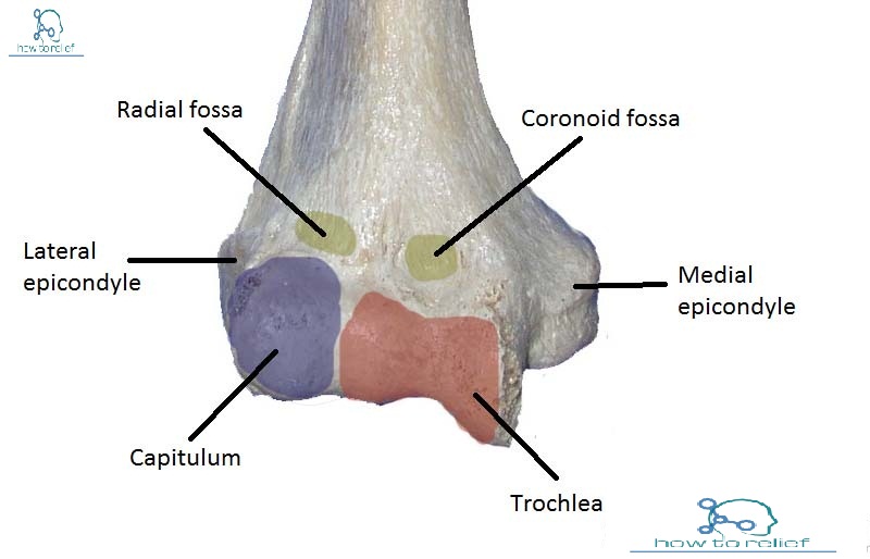 Distal region of humerus