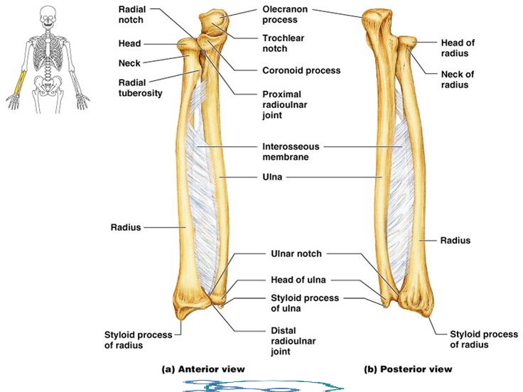 anatomy of the radius & ulna