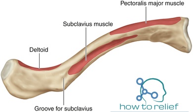 clavicle attachment