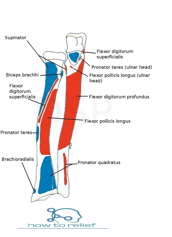 muscle attachment ulna