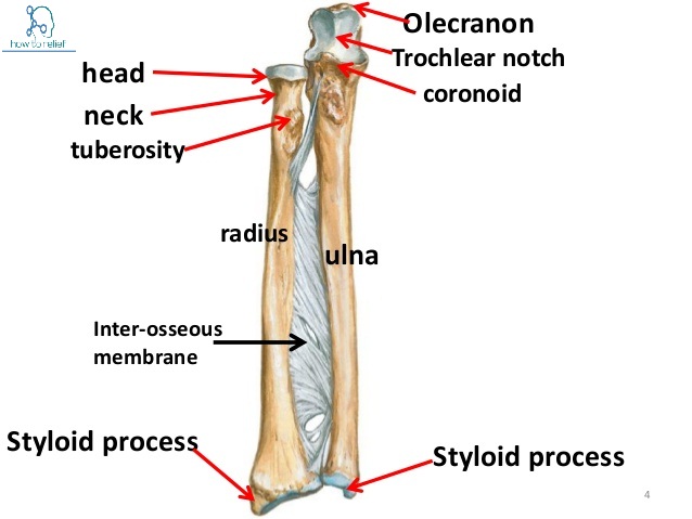 parts of ulnar bones