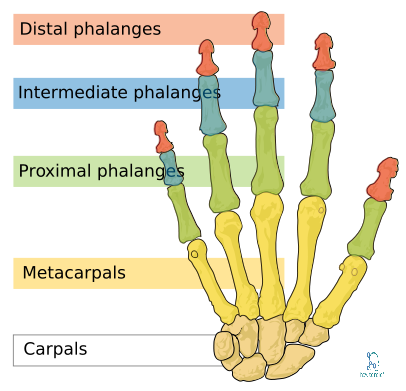 Phalanges Bones Anatomy » How To Relief
