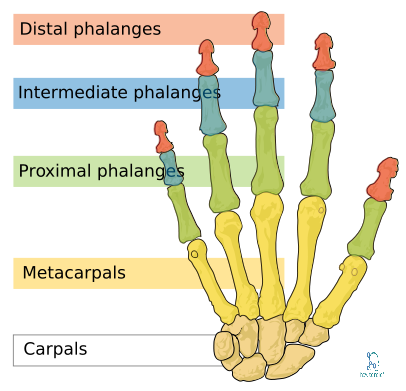 phalanges bones