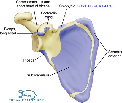scapular muscle attachment