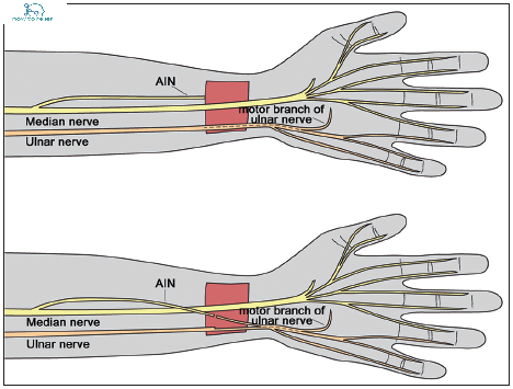 ulnar nerve motor supply