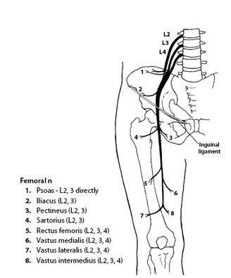 Femoral Nerve:Course,Motor & Sensory Innervation » How To Relief