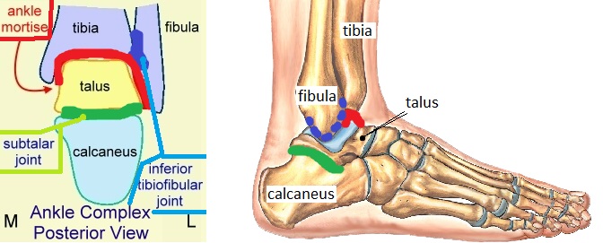 Articulating Surfaces of Ankle Joint