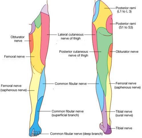 Femoral Nerve:Course,Motor & Sensory Innervation » How To Relief