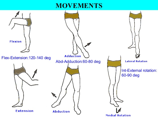 Hip Joint Muscles Diagram : (a) Schematic diagram showing the 34 ...