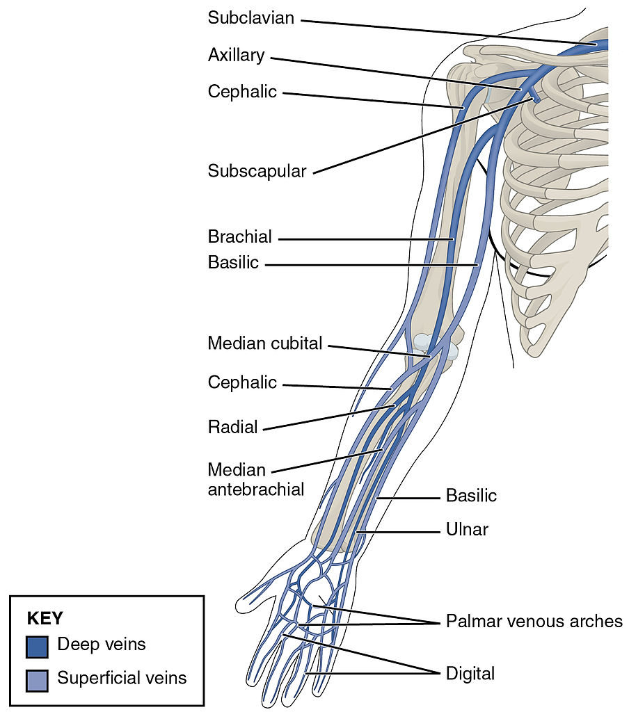 Veins of the Upper Limb