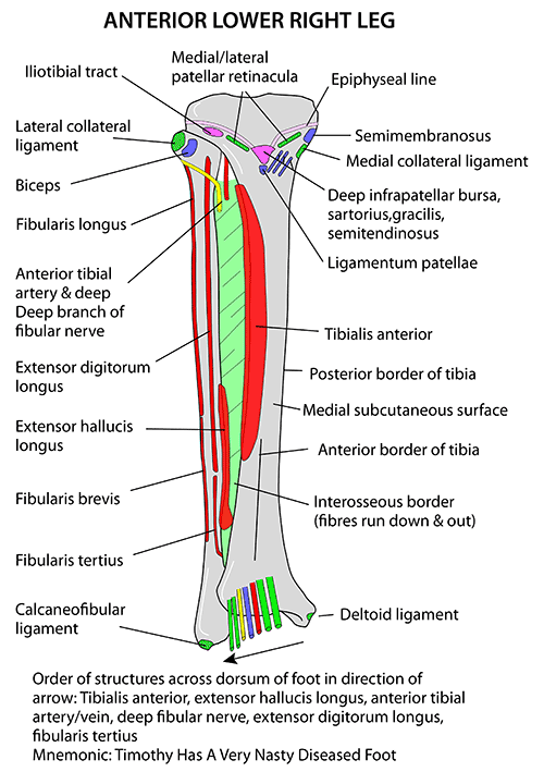 anterior muscle attachment of leg