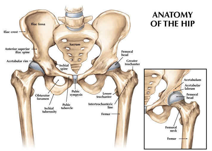 Hip Joint:Anatomy,Movement & Muscle involvement » How To Relief